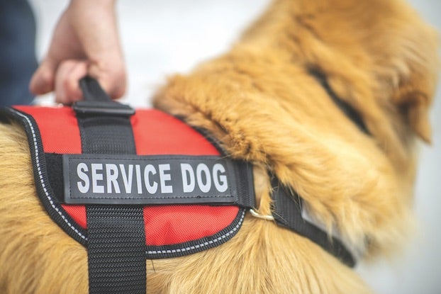 Service-Dog.jpg