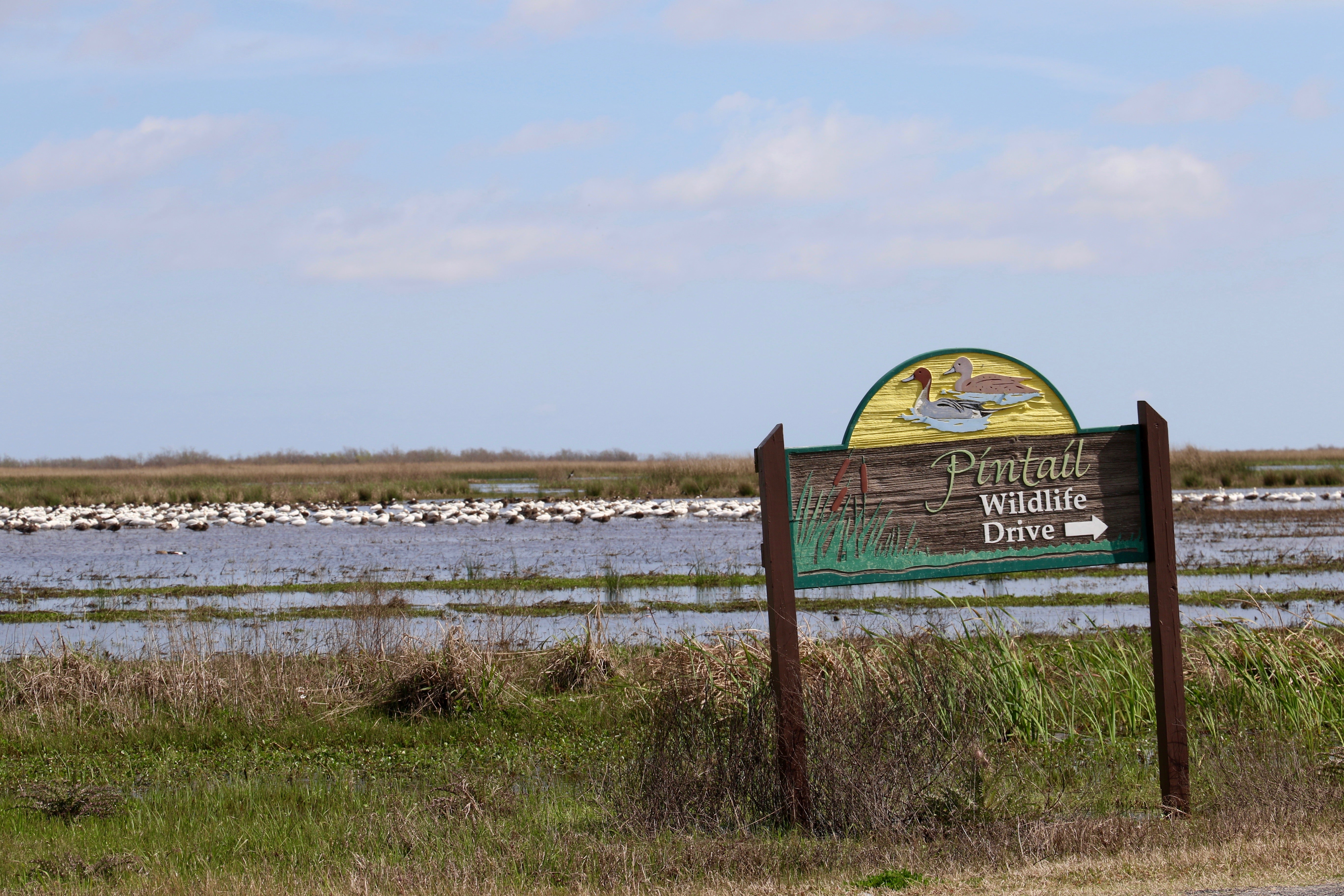 PHOTO GALLERY: Pintail Wildlife Drive - American Press | American Press