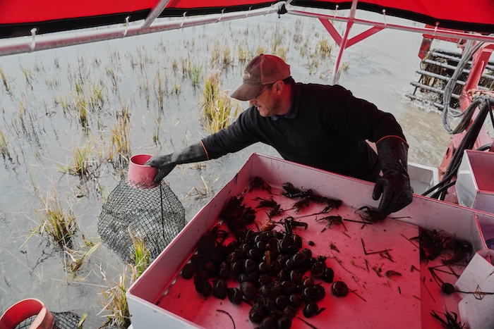 Giant snails, tiny insects threaten rice, crawfish farms