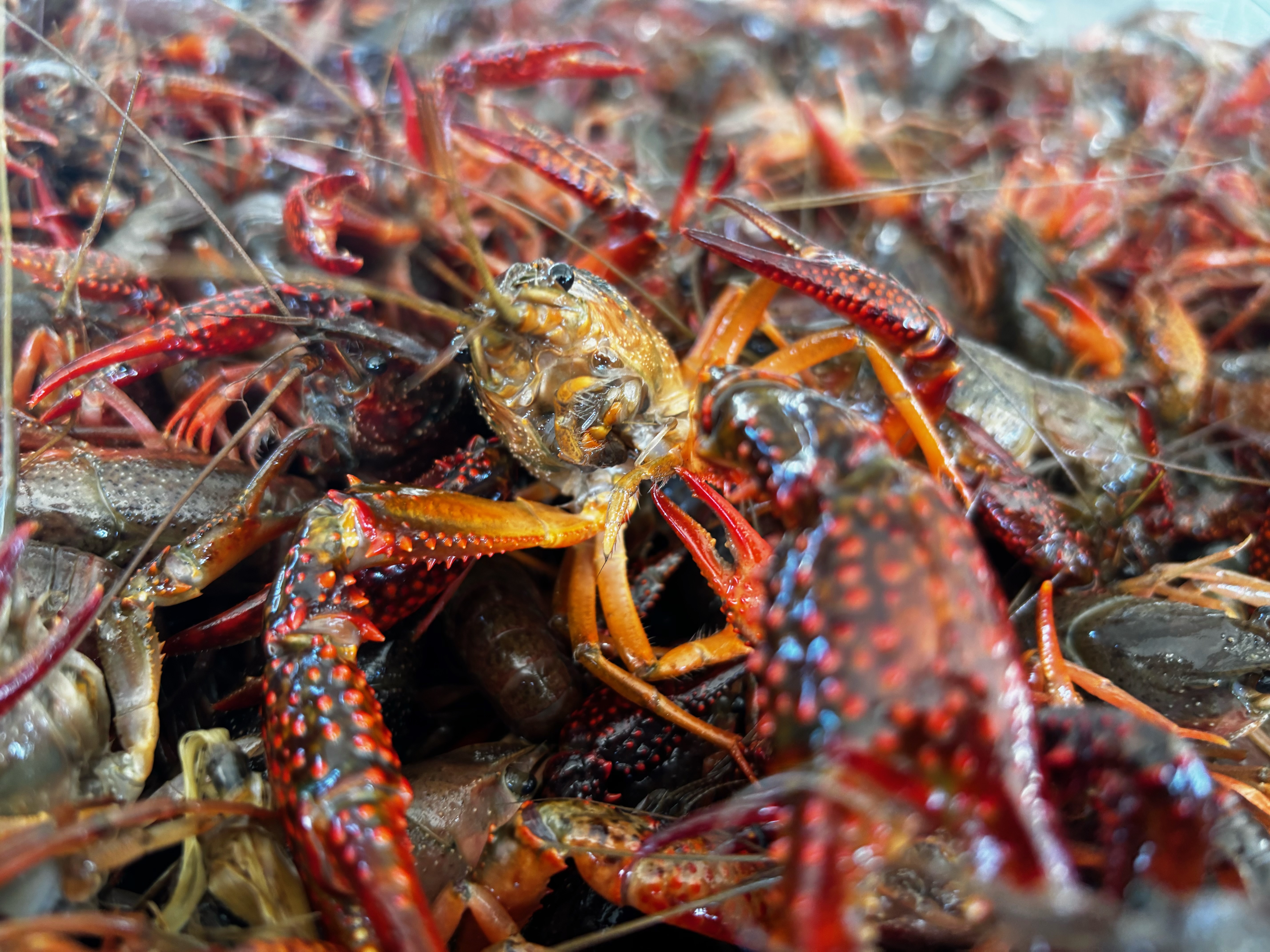 Crawfish industry faces labor shortage