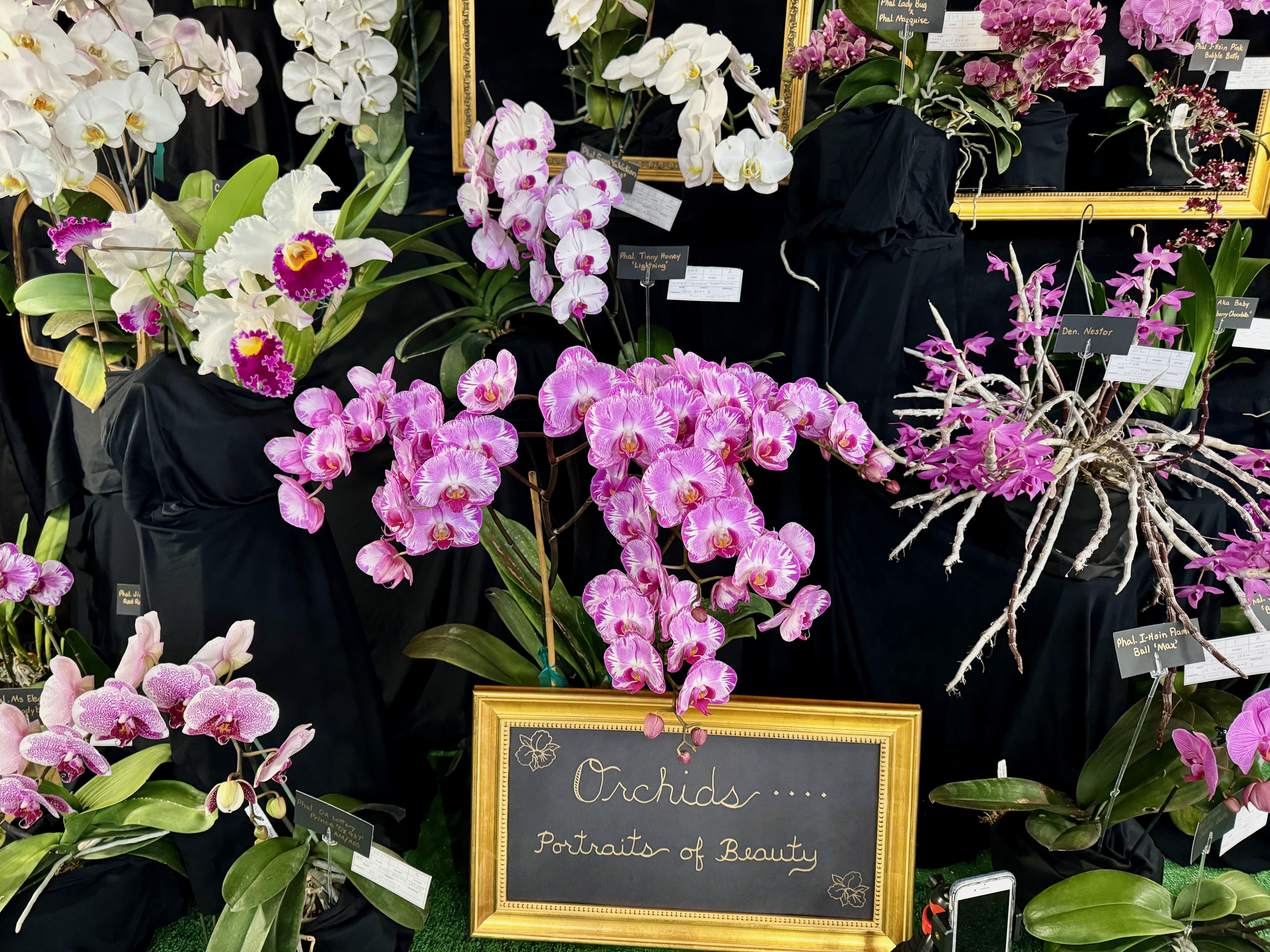 Fall in love with orchids: Thousands of exotic blooms highlight annual orchid show, sale